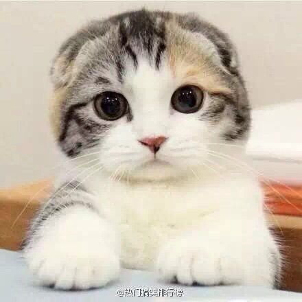 小乔儿💕的主播照片