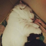 一只猫呜