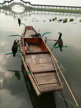 o江湖夜雨十年灯🎵主播照片