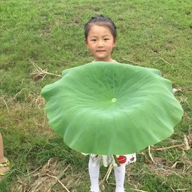 cailu81主播照片