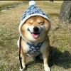 天然呆、！