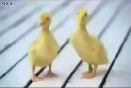 ⊱♧嘟嘟♧⊰主播照片