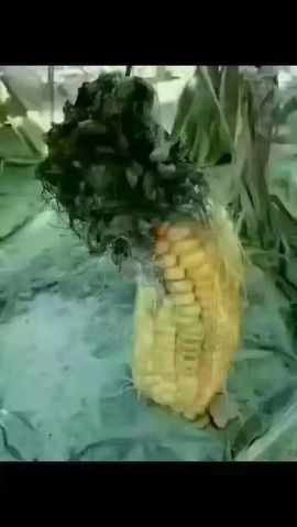 じ❥ve诚意宝宝✿主播照片