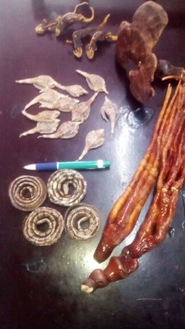MZ🐗小毛驴主播照片