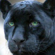 黑豹猫哥的头像