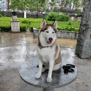 不是我不想而是我不能