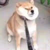 敗者暖chuang