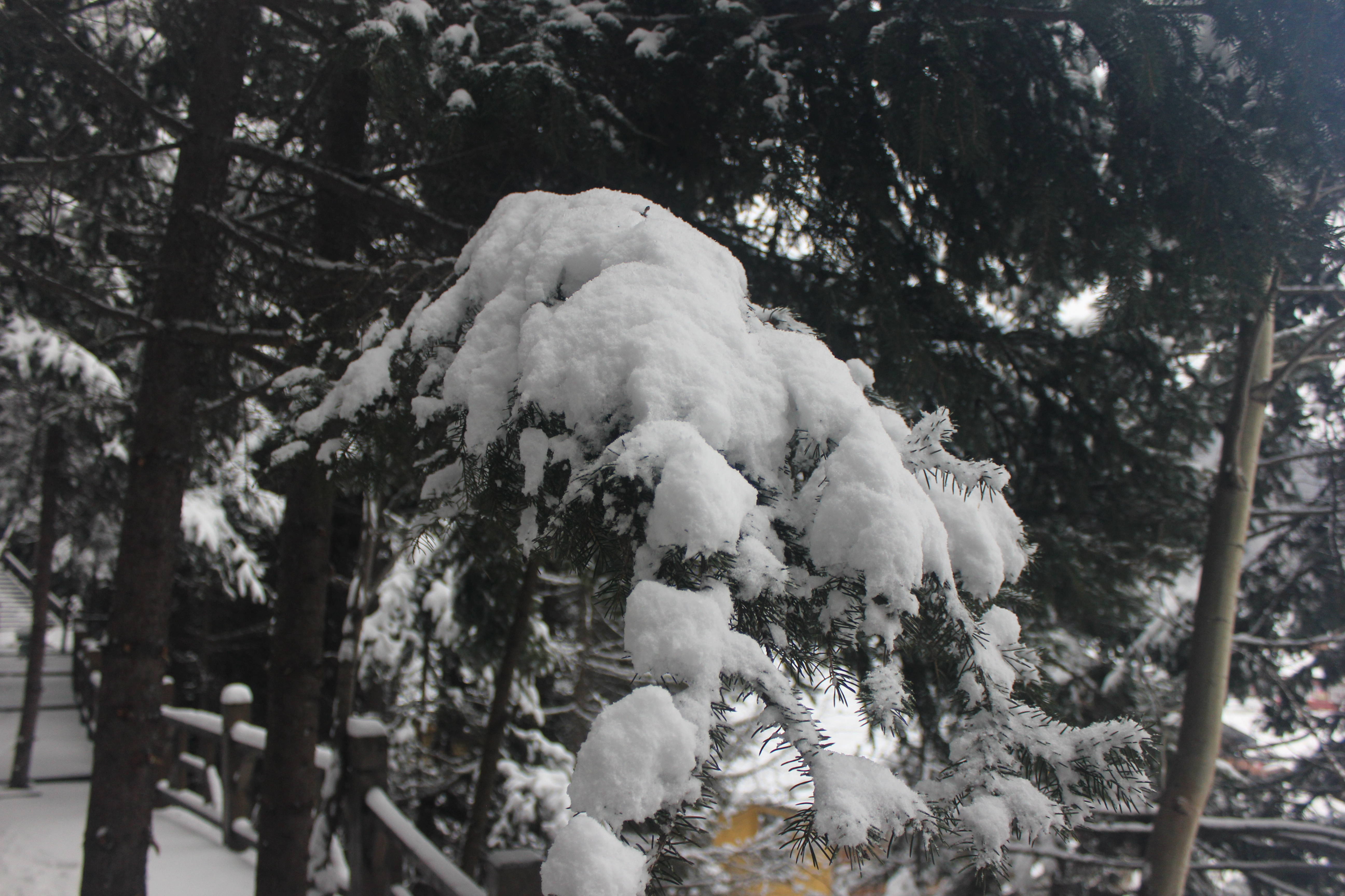 雪乡户外小帅的主播照片