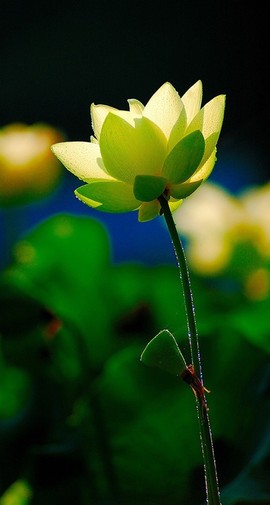 ♪佳❀柔音♪主播照片