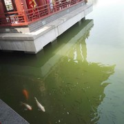 北郭先生j海报