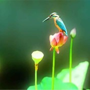 妙音zf