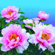 平安吉祥q3海报