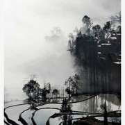 树叶he