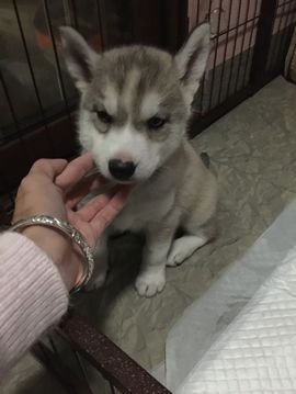 猫喵咪酱～暂停直播主播照片