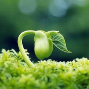 (_豆芽菜灬