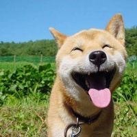 凌儿*响叮当主播照片