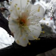 木风草海2012