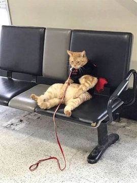猫喵咪酱～暂停直播主播照片