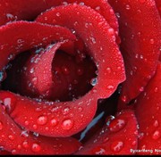 🌹Rose