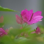 真言v海报