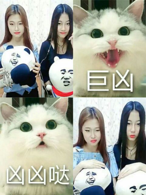 猫姐姐和芭比的主播照片