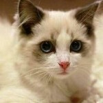 老头猫p