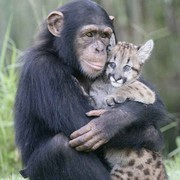 聖麒麟猛虎海报