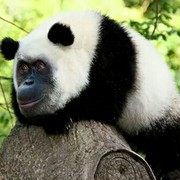 人心莫测、不行就撤a