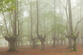 法峰～主播照片