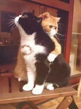 猫喵咪酱～暂停直播主播照片