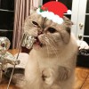 Snowleox