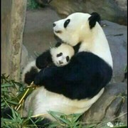 大熊猫z*