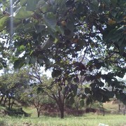 hanshiqing