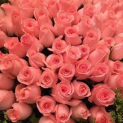 风里的梦※梦中情
