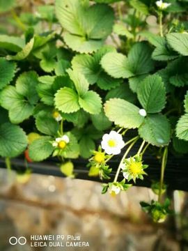 东港特产🍓🐠代购主播照片