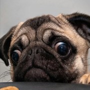 金毛整容变狮王