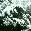 随缘ma4