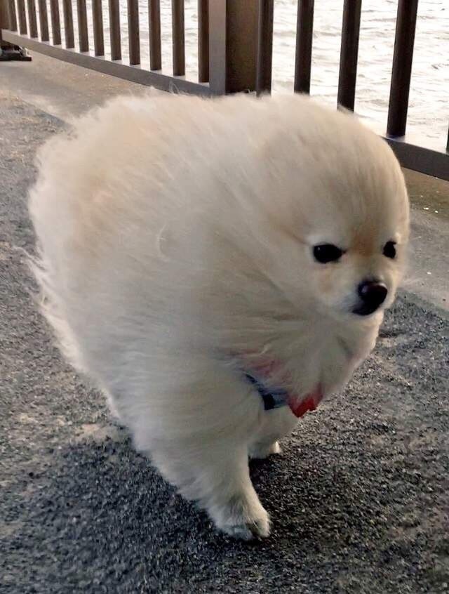 習慣有妮的图片