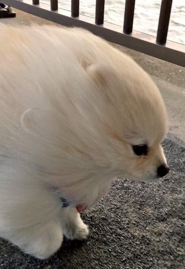 習慣有妮的图片