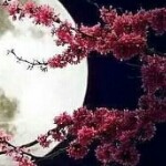 ╚夜影╗海报