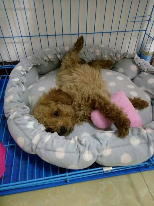 开心果【小欣】的主播照片