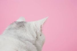 骗子平台！主播照片