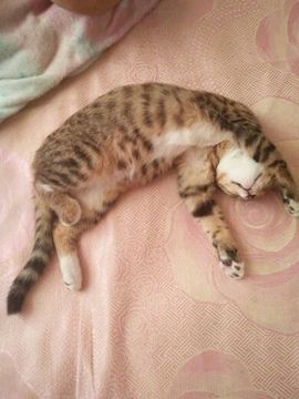 猫、媚娘主播照片