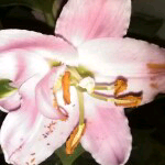 时光^o^的主播照片