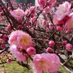 春老板zz海报