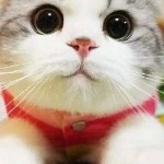 封心♥只爱♛丫头