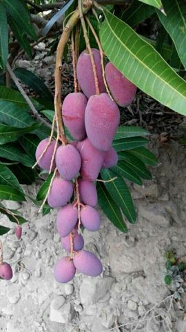 淡淡烟草味道s主播照片