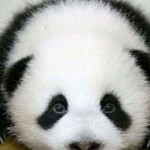 ☞熊猫☜的头像