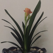 饮光*