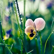 平平淡淡